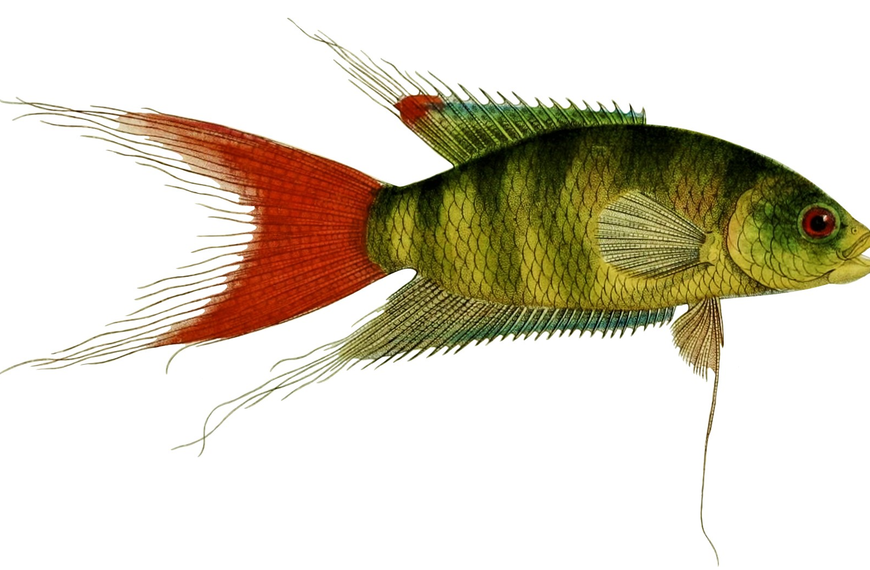 Pierre Carbonnier, «Nouvelle note sur un poisson de Chine appartenant au genre Macropode», 1870